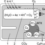 The Amazing Energy of Excited Chlorophyll Energy Conversion in Photosynthetic Reaction Centers
