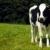 Importanța economică a unei vaci Toate propozițiile vorbesc despre o vacă