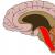 Funkcije retikularne formacije moždanog debla. Uloga retikularne formacije moždanog debla