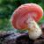 Are mushrooms animals or plants?