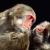 Виды и признаки современных человекообразных обезьян