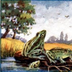 Žabe mole cara - Ivan Krilov I žablja krila mole cara da čita