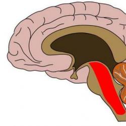 Funksionet e formimit retikular të trungut të trurit Roli i formimit retikular të trungut të trurit